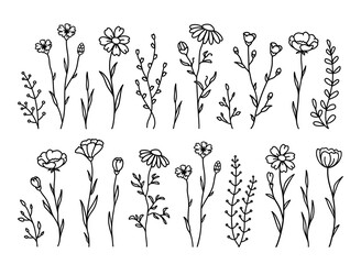 Botanical wildflowers set silhouettes, meadow flower and herbs - 652260288