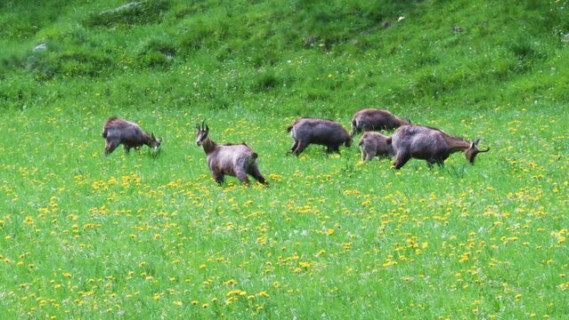 chamois are eating in a meadow, Rupicapra rupicapra,  Gran Paradiso National Park, Cogne, Valnontey, Valle d'Aosta, Italy, no people,
