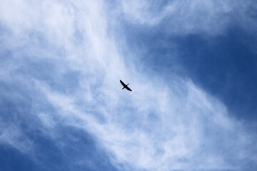 niebo odlot ptaków lecący ptak chmury błękitne niebo jesień natura przyroda piękno natury...