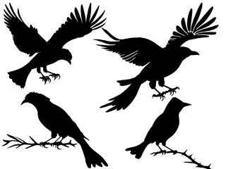 silhouettes of various types of birds perching and flying