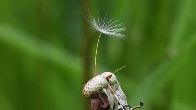 Dandelion, Taraxacum officinale, perennial plant, blowballs, plant, seeds, wind, Montevecchia, Montevecchia Regional Park, Italy