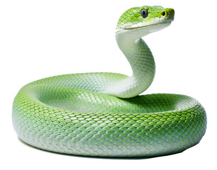 Green Exotic Snake, Exotic Reptile, Vibrant Serpent, Exotic Snake Species, isolated on the transparent background PNG.