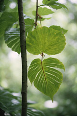 Green leaves in a natural environment, the back light highlights the leaves and their veins.