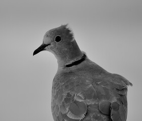 La tórtola europea (Streptopelia turtur) en la playa