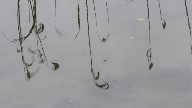 reeds reflected in the water, Phragmites