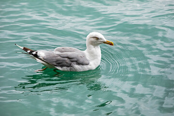 swimming seagull with gray feathers on its wings in a transparent clean sea before a storm