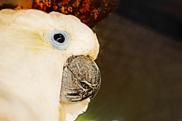 close-up of the head of a white cockatoo on a light background. Bird conservation