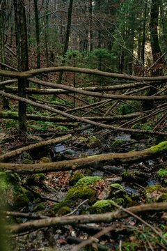 Picturesque scene of a tranquil creek flowing through a lush forest, with a small stream © Marius Ismann/Wirestock Creators