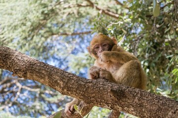 A young small Barbary Macaque monkey or ape, sitting in a tree, eating peanuts in Morocco