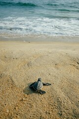 Sea turtle on a sandy beach shoreline, Oaxaca