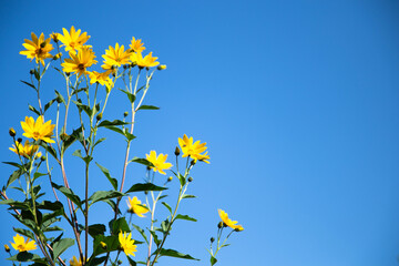 kwiat natura topinambur ogród garden yellow flower przyroda piękno lata słonecznie flower żółty kwiat  菊芋花 artichoke flower