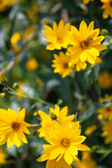 kwiat natura topinambur ogród garden yellow flower przyroda piękno lata słonecznie flower żółty kwiat  菊芋花 artichoke flower