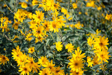Fototapeta premium kwiat natura topinambur ogród garden yellow flower przyroda piękno lata słonecznie flower żółty kwiat 菊芋花 artichoke flower
