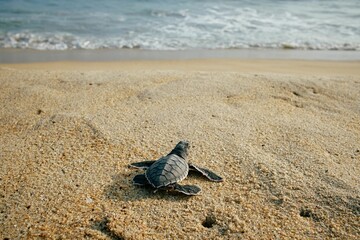 Sea turtle on a sandy beach shoreline, Oaxaca