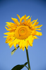 słonecznik  sunflower żółty kwiat kwiat natura przyroda piękno lata słonecznie flower 向日葵 向日葵 kwiat na tle nieba piękno niebo lato w ogrodzie - obrazy, fototapety, plakaty