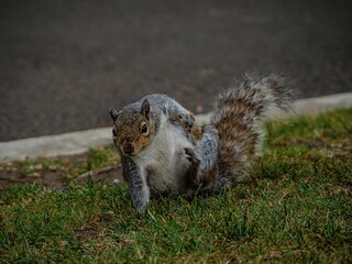 Closeup shot of a cute brown squirrel running around on a green field near a road