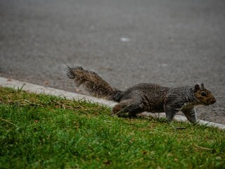 Closeup shot of a cute brown squirrel running around on a green field near a road