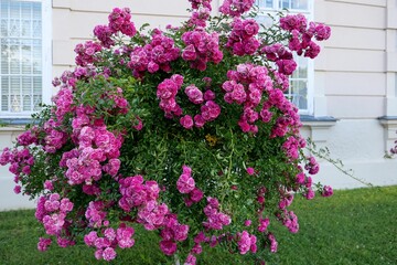 Fototapeta na wymiar Bush of pink garden roses in a yard