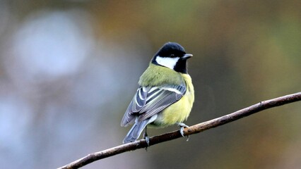 Obraz premium Selective focus shot of a great tit bird perched on a tree branch