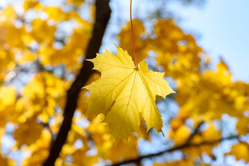 Maple tree leaf under evening sun in autumn