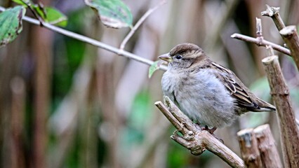 Fototapeta premium Closeup shot of a fluffy fat sparrow perched on a wooden branch