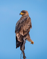 Steppe eagle or Aquila nipalensis portrait in natural blue sky background