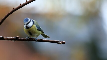 Closeup of a blue tit (lat. Cyanistes caeruleus) perched to a branch of a tree on blurred background
