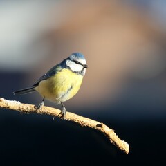 a small blue and yellow bird is sitting on a tree branch