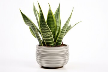 A decorative potted Sansevieria, also known as the mother-in-law's tongue, adding a touch of green to any room.