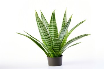 A closeup of a thriving potted Sansevieria and Aloe houseplant against a white background, symbolizing health and beauty.