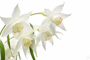A delicate white lily in full bloom, radiating beauty and elegance, a perfect floral arrangement choice.