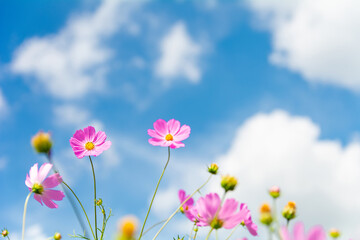 Fototapeta premium Cosmos flowers beautiful in the garden,copy space for text.