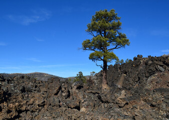 Fototapeta na wymiar Evergreen Tree Growing out of a Barren Lava Field