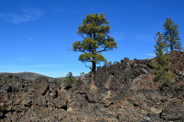 Fototapeta na wymiar Pine Tree Growing Out of a Lava Rock Field