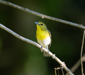 Adorable Yellow-throated vireo on a tree branch stares off into the distance with curiosity
