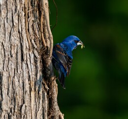 Small blue guiraca perched on a tree branch, with a piece of brown bark hanging off its side