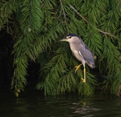 a very cute bird perched in the middle of a tree