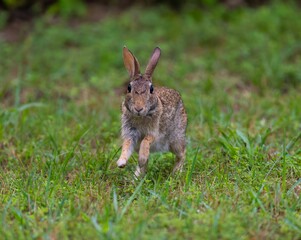 Adorable Burmese hare hopping across a grassy lawn, gazing around in curiosity