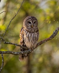Majestic spotted owl perched atop a tree branch surrounded by lush foliage