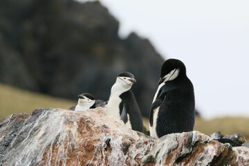a group of three penguins sitting on a rock on a hillside
