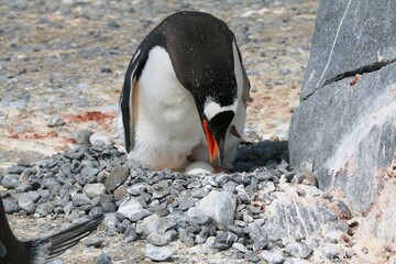 Fototapeta premium Solitary Adelie penguin perched atop a bed of gravel and stones, surrounded by rocky terrain