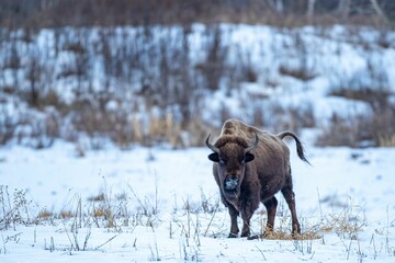Bison walking through a picturesque snowy field in a winter forest landscape