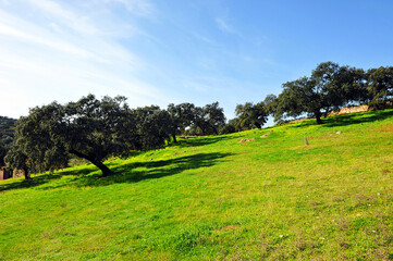 Paysage des prairies et des forêts méditerranéennes dans le Parc Naturel Sierra Morena de Séville, près des villages de Constantina, Cazalla de la Sierra et El Pedroso, Andalousie, Espagne