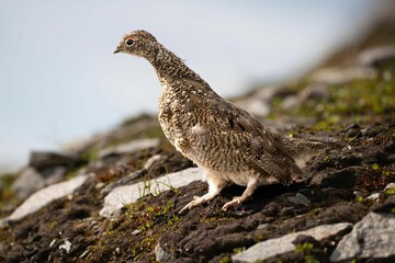Close-up of a Rock Ptarmigan (hyperborea) ( Lagopus muta hyperborea) bird on the rocks
