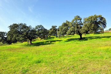 Landscape of meadows and Mediterranean forest in the Natural Park Sierra Morena of Seville, near the villages of Constantina, Cazalla de la Sierra and El Pedroso, Andalusia, Spain