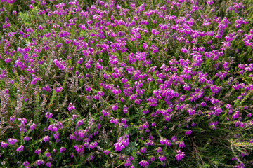 Bruyère violette fleurissant au printemps sur la presqu'île de Crozon en Bretagne
