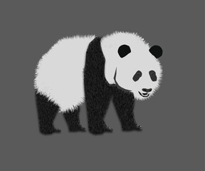 panda bear illustration © kishore chandra