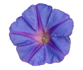 violet morning glory (Ipomoea) flower isolated on white