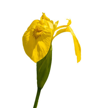 yellow flag, yellow iris or water flag (Iris pseudacorus) flower on white background