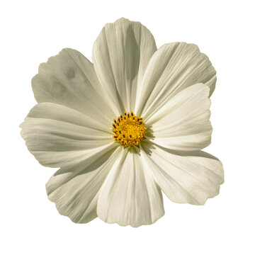 white garden cosmos or Mexican aster (cosmos bipinnatus) flower isolated